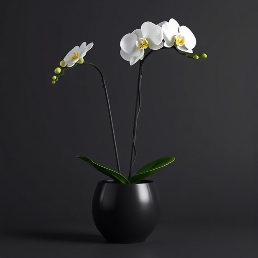 نبات اوركيد ابيض